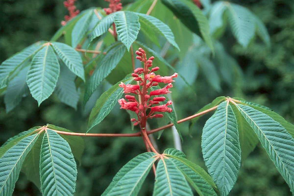 Petite Plum Crape MyrtleLagerstroemia indica ‘Petite Plum’ — photo 12