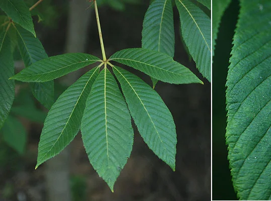Petite Plum Crape MyrtleLagerstroemia indica ‘Petite Plum’ — photo 13