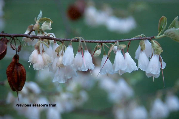 Petite Plum Crape MyrtleLagerstroemia indica ‘Petite Plum’ — photo 14