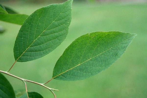 Petite Plum Crape MyrtleLagerstroemia indica ‘Petite Plum’ — photo 15