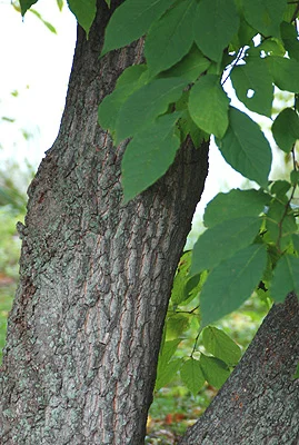 Petite Plum Crape MyrtleLagerstroemia indica ‘Petite Plum’ — photo 16