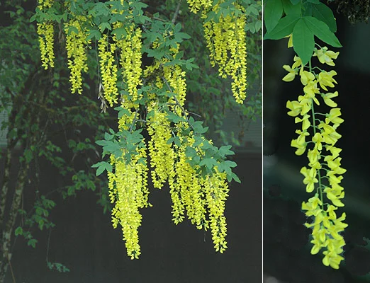 Petite Plum Crape MyrtleLagerstroemia indica ‘Petite Plum’ — photo 17