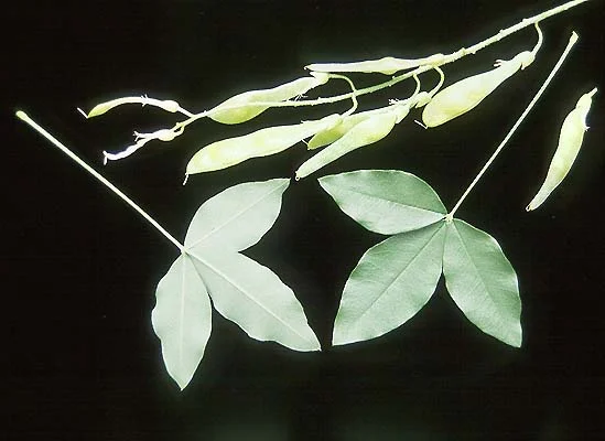 Petite Plum Crape MyrtleLagerstroemia indica ‘Petite Plum’ — photo 18