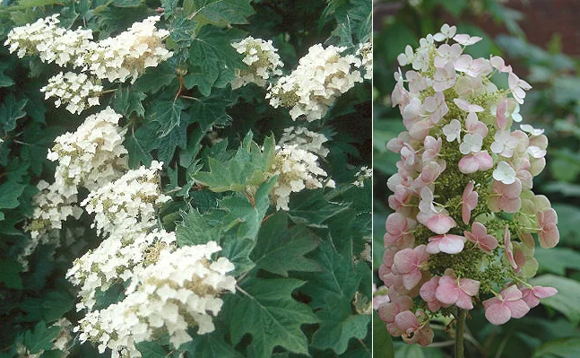 Petite Plum Crape MyrtleLagerstroemia indica ‘Petite Plum’ — photo 19