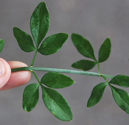 Petite Plum Crape MyrtleLagerstroemia indica ‘Petite Plum’ — photo 2