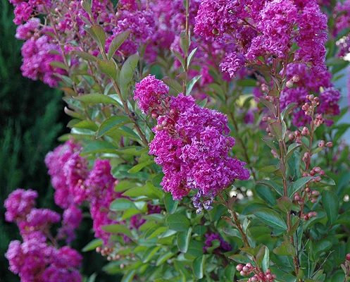 Petite Plum Crape MyrtleLagerstroemia indica ‘Petite Plum’ — photo 20