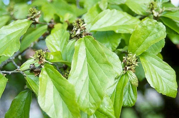 Petite Plum Crape MyrtleLagerstroemia indica ‘Petite Plum’ — photo 3