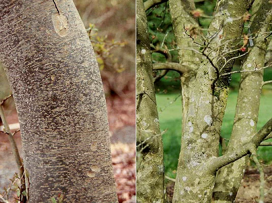 Petite Plum Crape MyrtleLagerstroemia indica ‘Petite Plum’ — photo 4