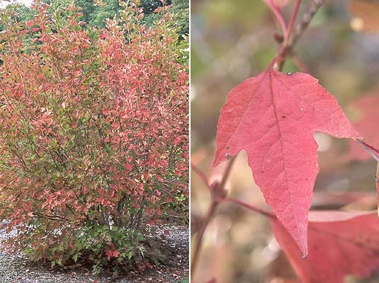 Petite Plum Crape MyrtleLagerstroemia indica ‘Petite Plum’ — photo 5