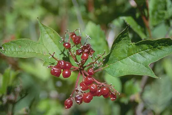 Petite Plum Crape MyrtleLagerstroemia indica ‘Petite Plum’ — photo 6