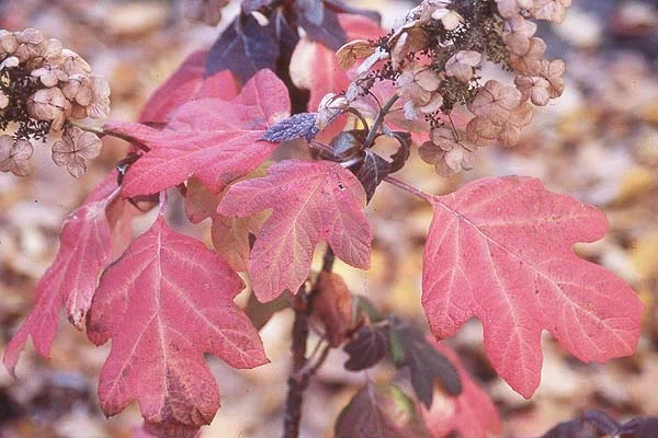 Petite Plum Crape MyrtleLagerstroemia indica ‘Petite Plum’ — photo 7