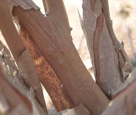 Petite Plum Crape MyrtleLagerstroemia indica ‘Petite Plum’ — photo 9