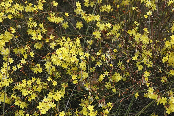 Petite Plum Crape MyrtleLagerstroemia indica ‘Petite Plum’ (Broadleaf deciduous shrub) in Middle Tennessee