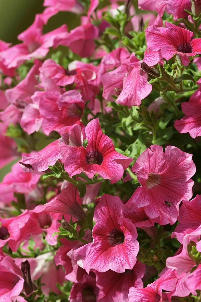 Petunia (Petunia x hybrida) β landscape plant in Middle Tennessee