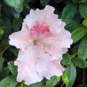 ‘Pink Gumpo’ Azalea (Slow growing 2-3 ft tall) in Middle Tennessee