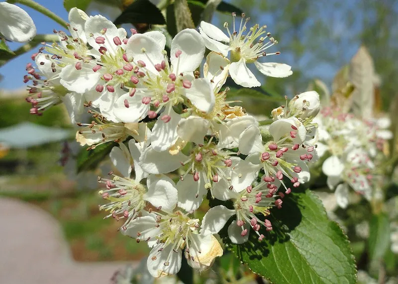 Red Chokecherry (Aronia arbutifolia) β landscape plant in Middle Tennessee