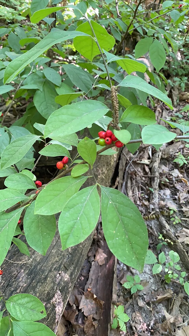 Spicebush (Lindera benzoin) β landscape plant in Middle Tennessee