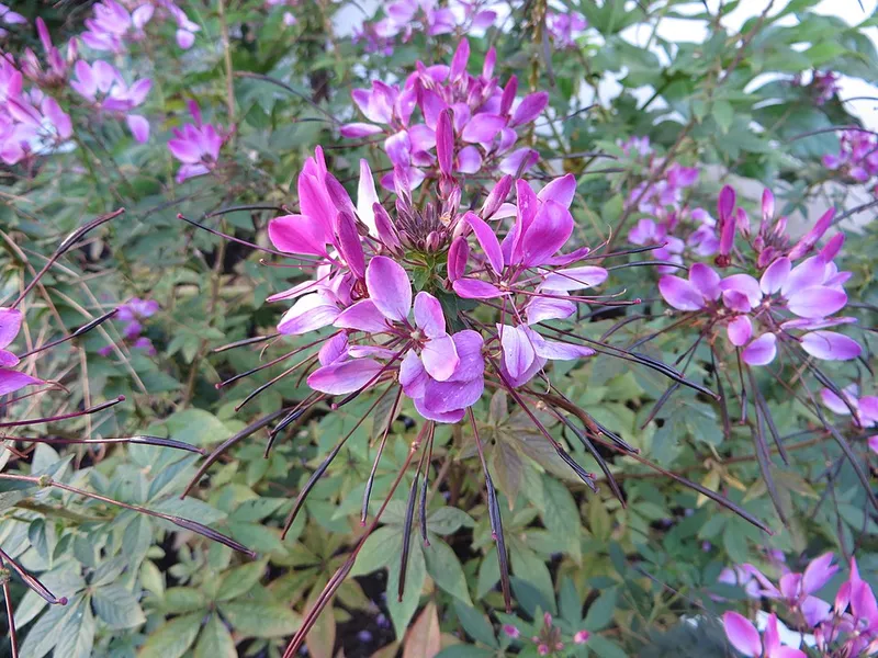 Spider Flower (Cleome hassleriana) β landscape plant in Middle Tennessee