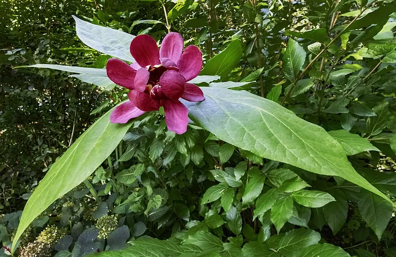 Sweetshrub (Calycanthus floridus) β landscape plant in Middle Tennessee