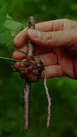 Do not plant infected material in Middle Tennessee