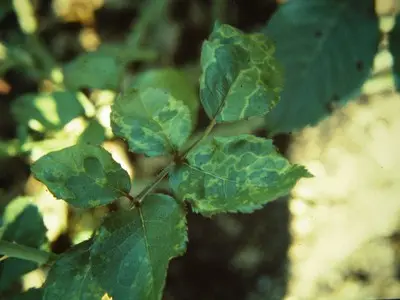 Tobacco streak in Middle Tennessee