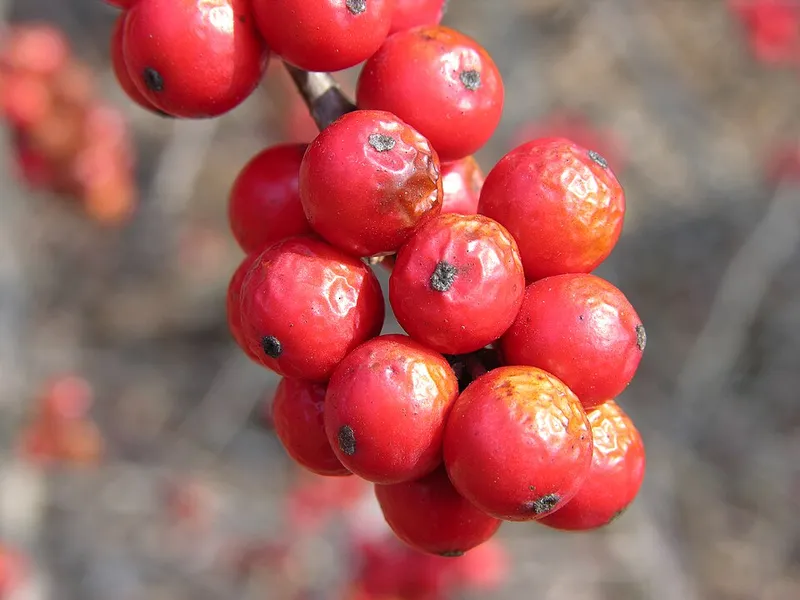 Winterberry Holly (Ilex verticillata) β landscape plant in Middle Tennessee