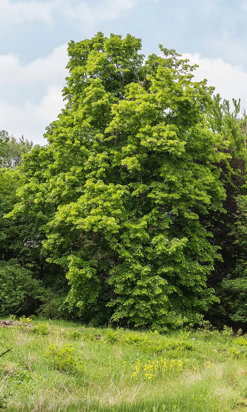 American Basswood (Tilia americana) β landscape plant in Middle Tennessee