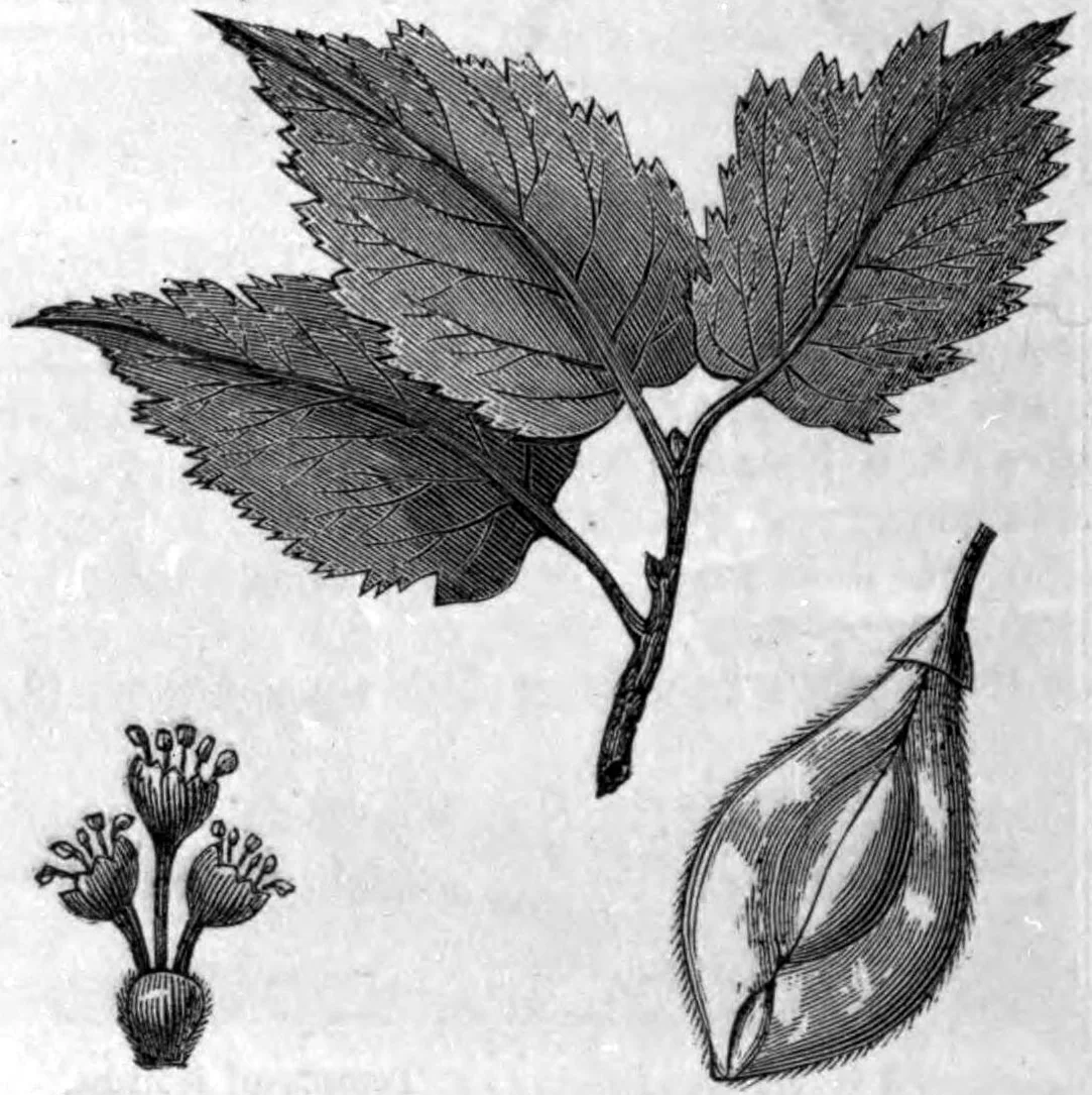 American Elm — photo 4