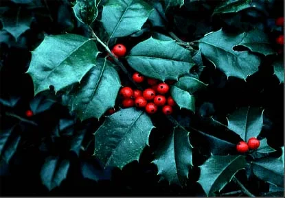 American Holly (Ilex opaca) β landscape plant in Middle Tennessee
