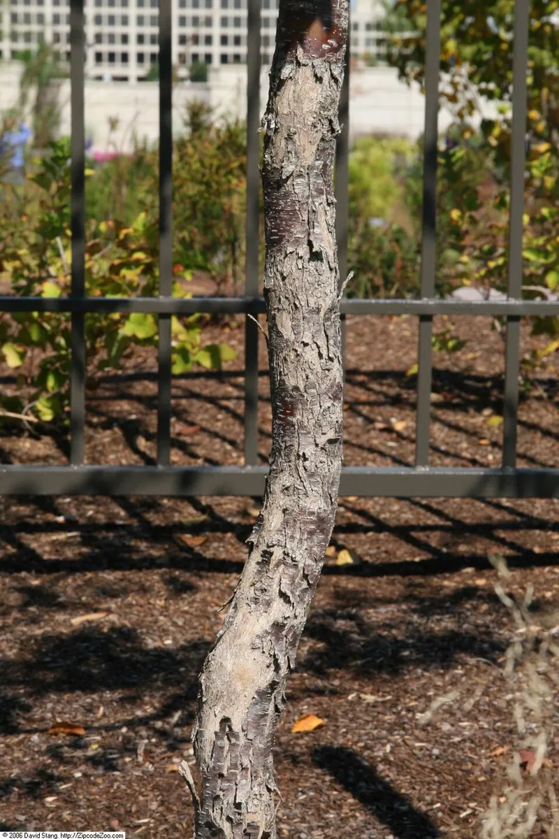 American Hophornbeam (Ostrya virginiana) β landscape plant in Middle Tennessee