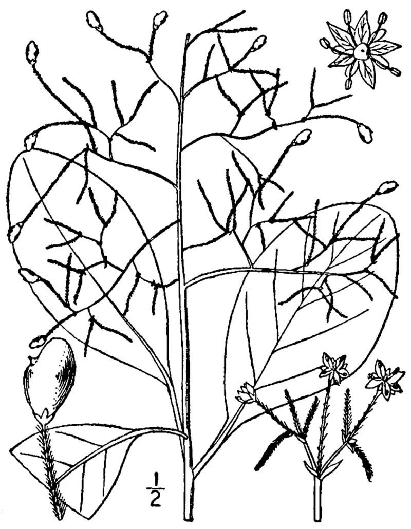 American Smoke Tree (Cotinus obovatus) β landscape plant in Middle Tennessee