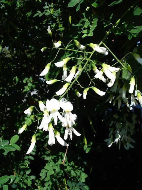 American Yellowwood (Cladrastis kentukea) β landscape plant in Middle Tennessee