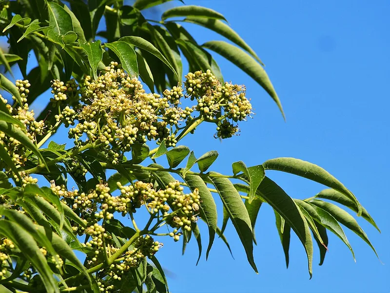 Amur Corktree (Phellodendron amurense) β landscape plant in Middle Tennessee