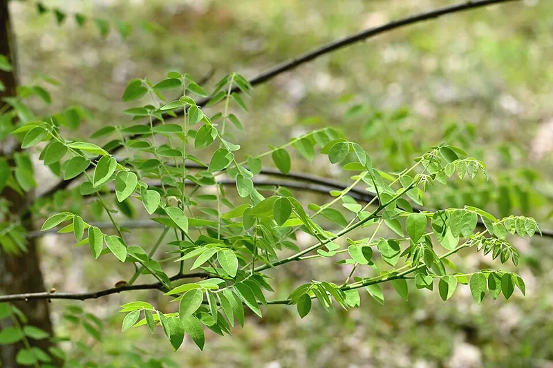 Amur Maackia (Maackia amurensis) β landscape plant in Middle Tennessee