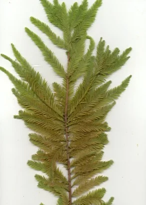 Bald Cypress — photo 2