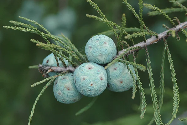 Bald CypressTaxodium distichum — photo 2