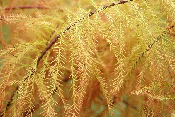 Bald CypressTaxodium distichum in Middle Tennessee