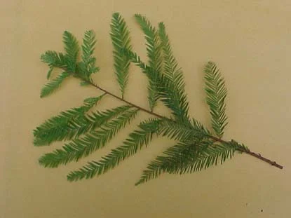 Bald Cypress in Middle Tennessee