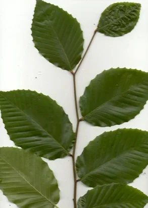 Beech in Middle Tennessee