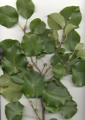 Bradford Pear — photo 2