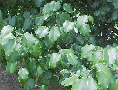 Bradford Pear in Middle Tennessee