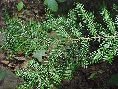 Canadian Hemlock — photo 2