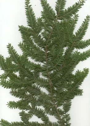 Canadian Hemlock in Middle Tennessee