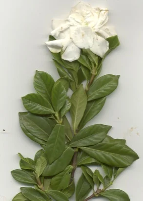 Cape Jasmine — photo 2