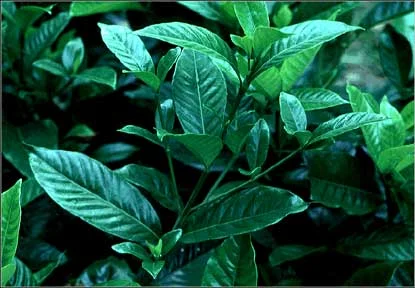 Cape Jasmine in Middle Tennessee