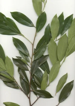 Carolina Cherry Laurel (Prunus caroliniana) in Middle Tennessee