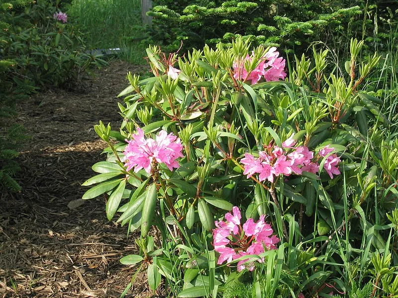 Catawba Rhododendron (Rhododendron catawbiense) β landscape plant in Middle Tennessee