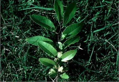 Chinese Elm (Lacebark Elm) — photo 2