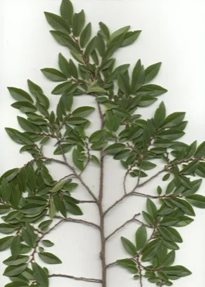 Chinese Elm (Lacebark Elm) (Ulmus parvifolia) in Middle Tennessee