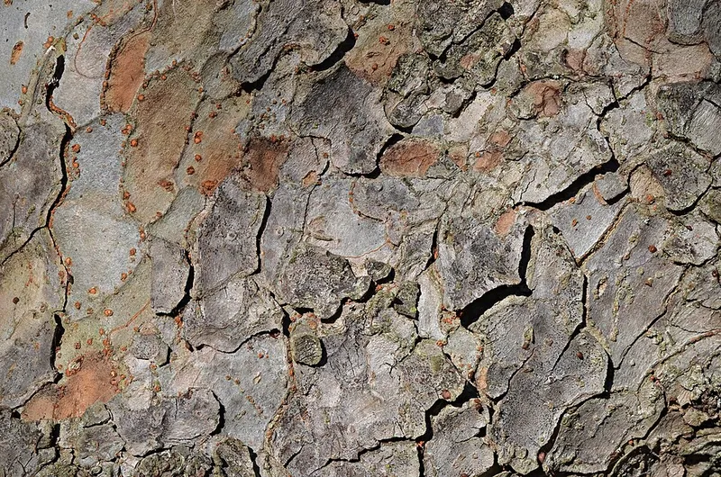 Chinese Elm (Ulmus parvifolia) β landscape plant in Middle Tennessee